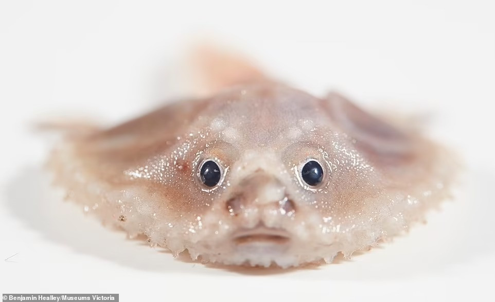 Họ cũng bắt gặp chú cá dơi biển sâu đáng yêu, trông hệt như chiếc bánh bao tập tễnh dưới đáy biển với những chiếc vây giống như cánh tay của chúng.