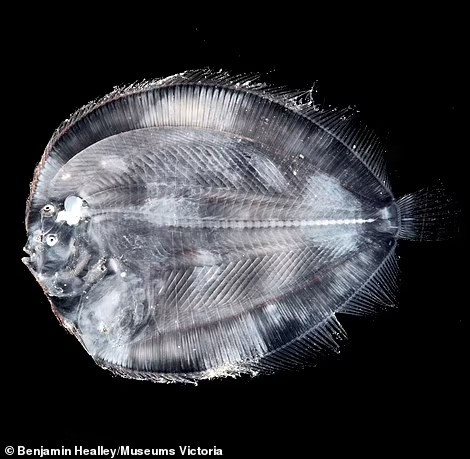 Một con cá dẹt thuộc bộ Cá bơn (Pleuronectiformes).