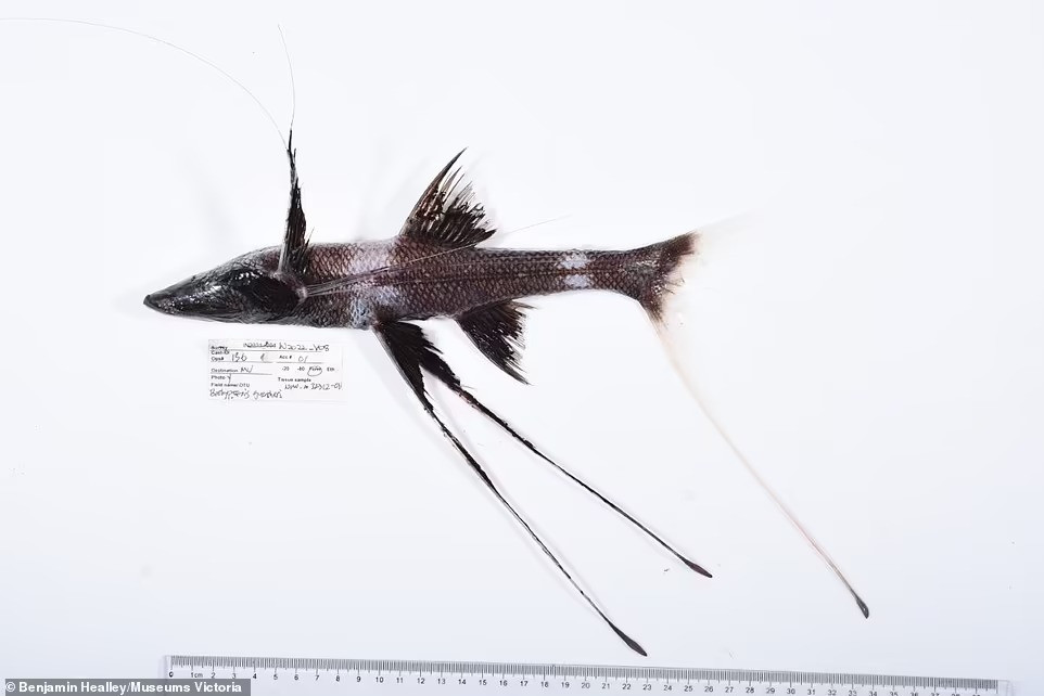 Cá nhện Bathypterois guentheri dường như thích sử dụng những tia vây kéo dài ở đuôi và hai vây bụng trông như những chiếc "cà kheo" để đứng dưới đáy biển và bắt những con tôm nhỏ dạt qua.