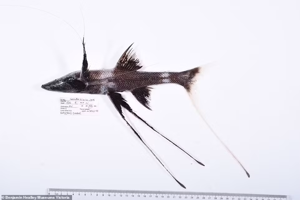 Cá nhện Bathypterois guentheri dường như thích sử dụng những tia vây kéo dài ở đuôi và hai vây bụng trông như những chiếc "cà kheo" để đứng dưới đáy biển và bắt những con tôm nhỏ dạt qua.