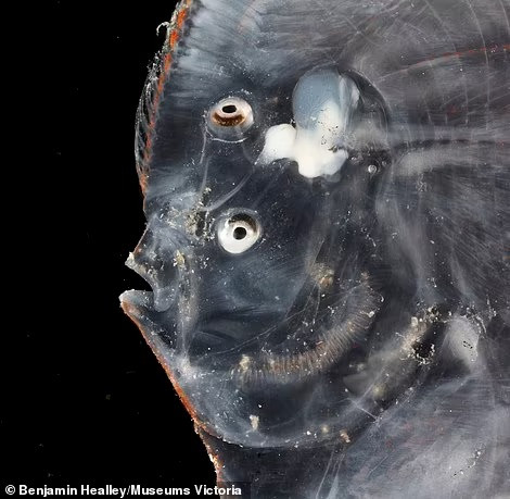 Nó có hai mắt ở cùng một bên, cho phép nằm ngụy trang như thể "đã chết" dưới đáy biển.