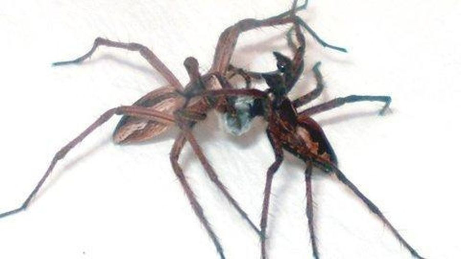 Quà có thể rất đơn giản như một mẩu cánh hoa, vài con kiến, sâu bọ được bọc trong tơ nhện, hoặc thậm chí chỉ là tơ nhện không. Nếu nàng không chấp nhận, nhện đực sẽ chơi trò giả chết. Nó nằm im chờ nàng sơ sẩy liền bật dậy ôm chặt và thử giao phối lần hai. Xong xuôi nó chạy đi thật nhanh trước khi nàng nổi giận ''xử'' nó.