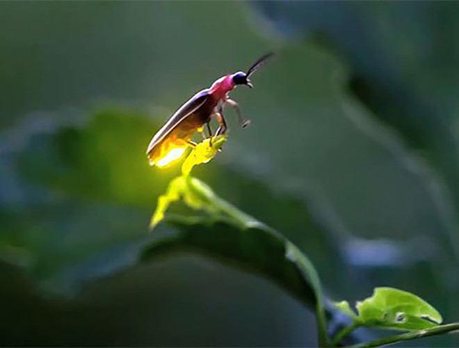 3. Đom đóm. Đom đóm là một loài có khả năng tự phát sáng để thu hút bạn tình. Những con đực bay và nhấp nháy ánh sáng của nó theo một tần suất nhất định, nếu con cái quan tâm sẽ nhấp nháy lại theo tần suất đó.