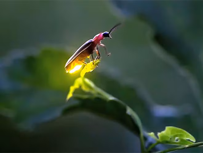 3. Đom đóm. Đom đóm là một loài có khả năng tự phát sáng để thu hút bạn tình. Những con đực bay và nhấp nháy ánh sáng của nó theo một tần suất nhất định, nếu con cái quan tâm sẽ nhấp nháy lại theo tần suất đó.