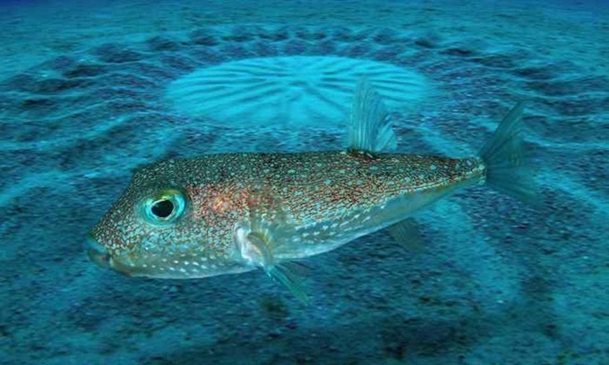 1. Cá nóc Nhật Bản kỳ công thiết kế nơi hẹn hò. Loài động vật này có khả năng tạo nên những tác phẩm nghệ thuật. Họ phát hiện thấy các vòng tròn độc đáo này có đường kính khoảng 2m, là nơi cá đực mời gọi bạn tình vào mùa giao phối.