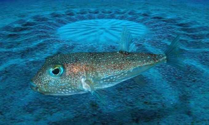 1. Cá nóc Nhật Bản kỳ công thiết kế nơi hẹn hò. Loài động vật này có khả năng tạo nên những tác phẩm nghệ thuật. Họ phát hiện thấy các vòng tròn độc đáo này có đường kính khoảng 2m, là nơi cá đực mời gọi bạn tình vào mùa giao phối.