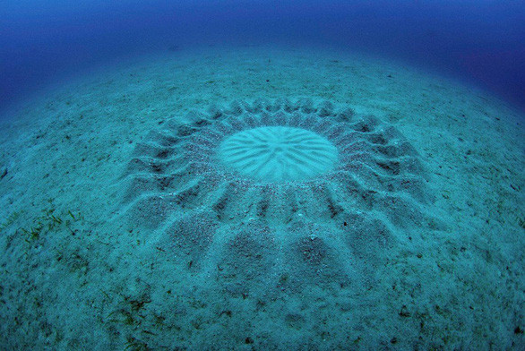 Trước tiên, chúng bơi dưới đáy biển theo vòng tròn vài giờ đến nửa ngày để làm nên công trình này - nơi vừa là nơi hẹn hò, vừa là nơi đẻ con của đôi cá.