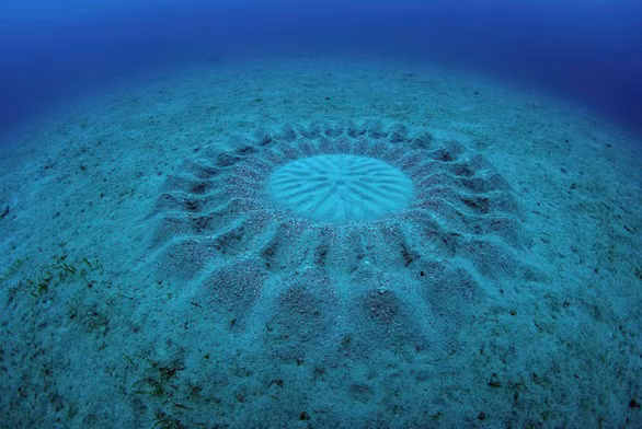 Trước tiên, chúng bơi dưới đáy biển theo vòng tròn vài giờ đến nửa ngày để làm nên công trình này - nơi vừa là nơi hẹn hò, vừa là nơi đẻ con của đôi cá.