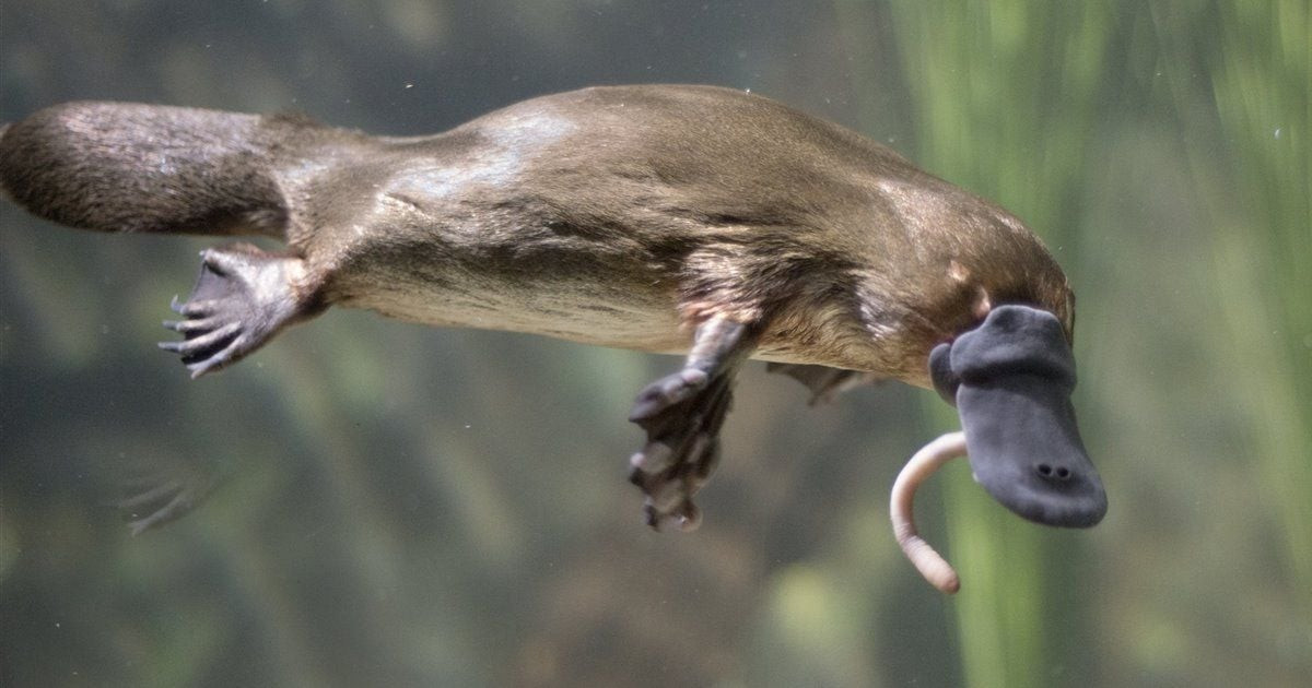 Patagorhynchus pascuali thuộc về bộ Monotremata (bộ Đơn huyệt), một nhóm động vật có vú đẻ trứng, đại diện là thú mỏ vịt và thú lông nhím ngày nay, là loài đặc hữu của Úc và các đảo lân cận.