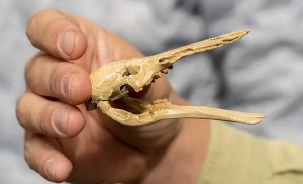 Các nhà nghiên cứu lưu ý: "Phát hiện này mở rộng danh sách các loài động vật có vú được ghi nhận ở Chorrillo và ở miền nam Nam Mỹ."