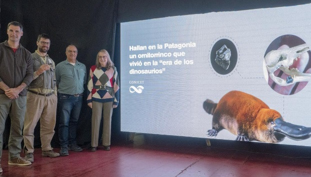 Mẫu vật mới được tìm thấy cùng với phần còn lại hóa thạch của động vật có vú sơ khai như: ếch, rùa, rắn, khủng long chân chim, sauropod và theropod, chim, thực vật thủy sinh, ốc nước ngọt và ấu trùng phong phú của côn trùng chironomid,...