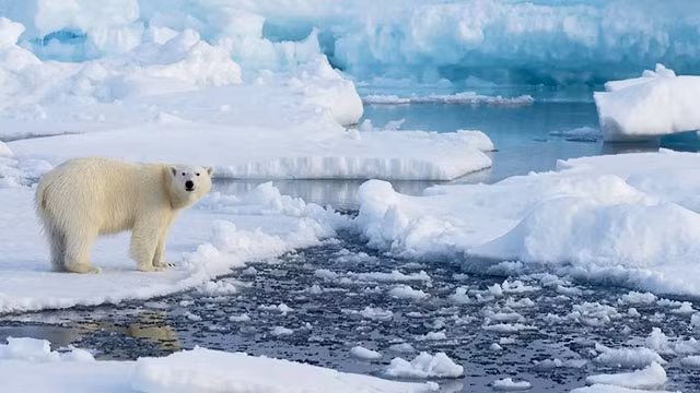Viết trong The Rise and Reign of the Mammals, giáo sư Brusatte lưu ý rằng động vật ở những vùng ấm hơn trên địa cầu ngày nay thường nhỏ hơn động vật vùng lạnh