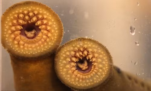 Cá cái có thể đẻ tới 200.000 quả trứng trong tổ và ấp trứng trong nước ngọt trong khoảng 3 - 4 tuần. Sau khi ấu trùng nở, chúng đào hang và sống dưới lớp bồi ích, ẩn mình trong đó trong một thập kỷ.