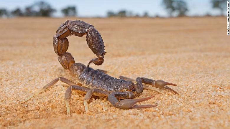 Trong quá trình mang tên tự quản, bọ cạp tách rời một phần cơ thể để chạy trốn động vật săn mồi. Tuy nhiên, chúng sẽ mất phần cuối cùng của đường ruột khi làm vậy. Điều này sẽ dẫn tới táo bón và cuối cùng là tử vong. Nhóm nghiên cứu kết luận về dài hạn, khả năng vận động hạn chế của bọ cạp tự đoạn thân có thể ảnh hưởng tới việc tìm kiếm bạn tình của chúng.