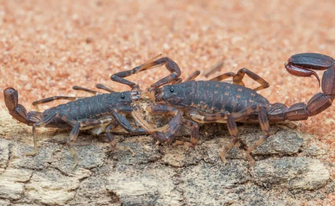 4. Sinh học: Tình trạng táo bón ở bọ cạp. Solimary García-Hernández và Glauco Machado tìm hiểu ảnh hưởng của táo bón tới quá trình ghép đôi của bọ cạp. Bọ cạp nổi tiếng với nọc độc chí mạng và cặp càng to lớn, nhưng ít người biết tới thói quen thải phân của chúng.
