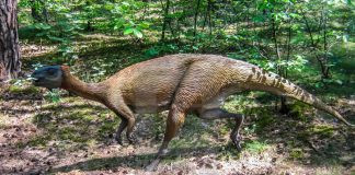 "Mbiresaurus raathi rất giống với một số loài khủng long cùng thời ở Brazil và Argentina, củng cố thêm rằng Nam Mỹ và châu Phi là một phần của vùng đất liền trong kỷ Tam Điệp muộn", Griffin cho biết.