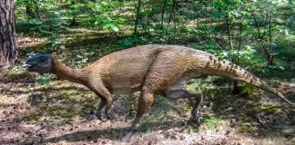 "Mbiresaurus raathi rất giống với một số loài khủng long cùng thời ở Brazil và Argentina, củng cố thêm rằng Nam Mỹ và châu Phi là một phần của vùng đất liền trong kỷ Tam Điệp muộn", Griffin cho biết.