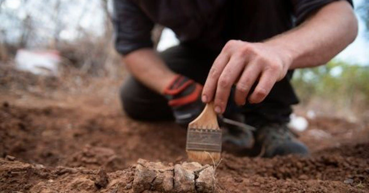 Các hóa thạch khủng long 230 triệu năm cực kỳ hiếm trên thế giới và trước đây chỉ được tìm thấy tại một vài nơi ở Nam Mỹ và Ấn Độ.