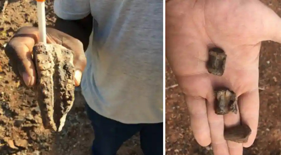 Các nhà cổ sinh vật học đã chọn Zimbabwe là địa điểm khai quật dựa trên suy đoán rằng khi tất cả các lục địa được kết nối trong một khối đất duy nhất, được gọi là Toàn Lục Địa, quốc gia này nằm gần cùng vĩ độ với những phát hiện trước đó ở Nam Mỹ.