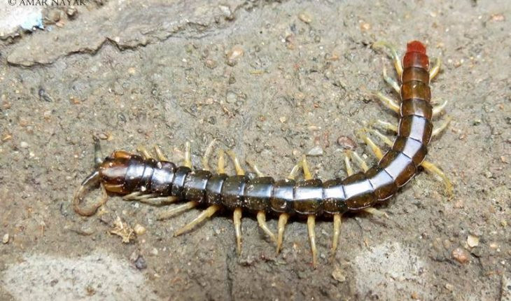 4. Rết có thể tái tạo những đôi chân bị mất. Trong trường hợp nguy hiểm, rết có thể trốn thoát bằng cách hiến tế một vài chân của mình, sau đó khéo léo lẩn trốn vào các khe hẹp. Chúng thường chữa lành các vết thương này bằng cách đơn giản là tái tạo chân. Nếu bạn thấy một con rết có vài chân ngắn hơn những con khác, có thể nó đang trong quá trình phục hồi từ một cuộc tấn công của loài săn mồi.