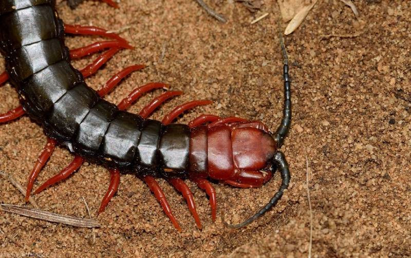 1. Tên tiếng Anh của rết là Centipede, có nghĩa là loài vật có 100 chân nhưng trên thực tế thì không phải như vậy. Tùy theo loài mà số lượng chân khác nhau, có loài 15 cặp chân, có loài đến 171 cặp.