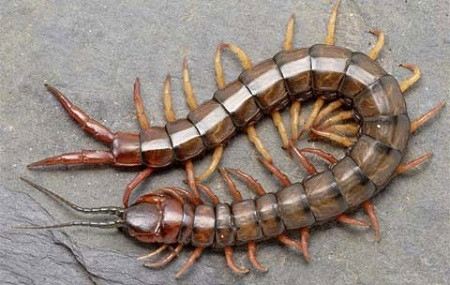 10. Rết là một tay "thợ săn chuyên nghiệp". thức ăn của chúng bao gồm cả rết con, thằn lằn, tắc kè, ếch, chim, động vật gặm nhấm, côn trùng, nhện, và thậm chí cả dơi. Rết thường sẽ quấn quanh con mồi và chờ cho nọc độc có hiệu lực trước khi ăn.