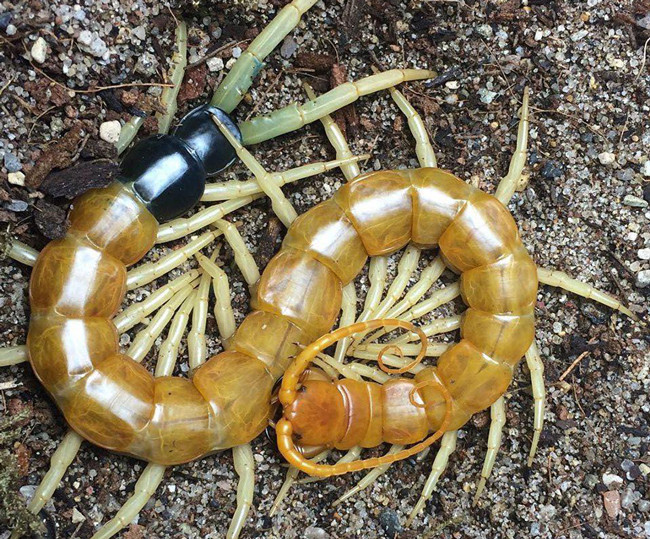 6. Rết là những "người mẹ" tốt. Một số loài rết chăm sóc rất tốt con cái của chúng. Rết đất cáu (Geophilomorpha) và rết nhiệt đới (Scolopendromorpha) sẽ đặt một khối trứng vào trong một cái hố dưới lòng đất. Sau đó, "người mẹ" bọc cơ thể của mình quanh trứng cho đến khi chúng nở, bảo vệ rết con từ những tác động bên ngoài.