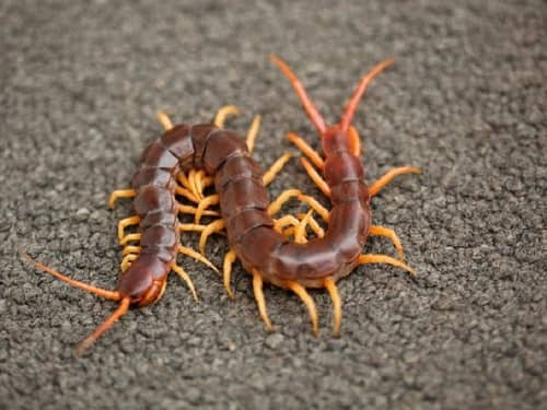 5. Mặc dù rết có các mắt đơn tập trung tại phần đầu tạo thành mắt kép nhưng chúng không thể phân biệt được hình dạng đối phương hoặc sinh vật xung quanh như các loài chân lớp cùng hệ khác. Chúng chỉ có khả năng cảm nhận được sáng và tối.