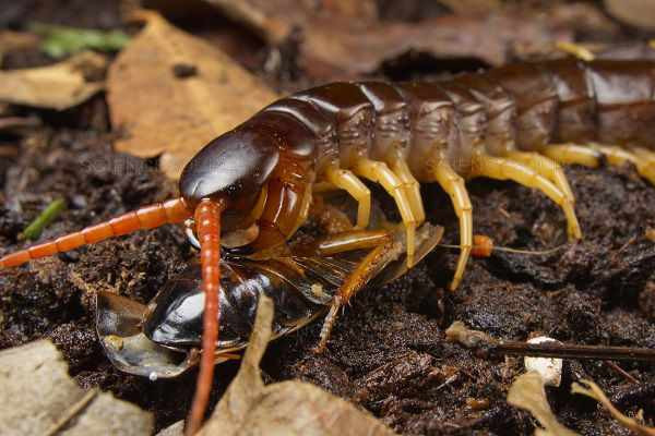 Hiện nay có 8.000 loài rết có lông được biết đến trên thế giới, trong đó 3.000 loài đã được mô tả. Như đã nói, khu vực sinh sống địa lý của rết rất rộng, có loài được tìm thấy ở tận vòng Bắc Cực. Nơi sống trên cạn của rết có thể từ rừng mưa nhiệt đới cho đến tận các sa mạc.