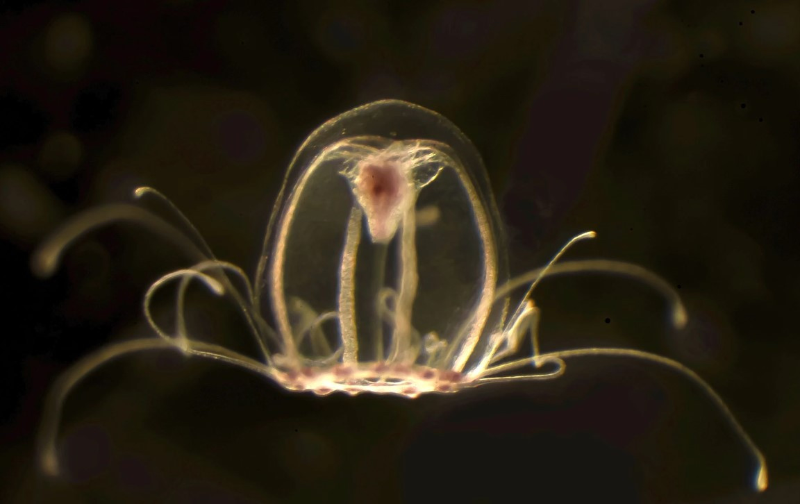 Đây là điểm chung của hầu hết các loài sứa, nhưng có 1 loài lại tương đối khác biệt với đa số. Đó là loài sứa hộp, khi chúng không những có não, mà chúng còn có hẳn 4 cái.