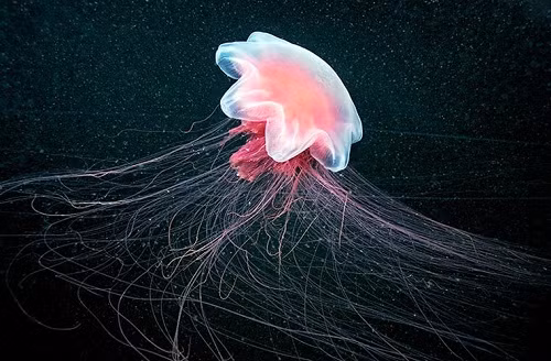 2. Tuổi thọ của sứa. Thông thường, tuổi thọ của loài này chỉ từ vài giờ đến vài tháng. Tuy nhiên, cũng có số ít loài sứa được ghi nhận là có thể sống tới 30 năm.