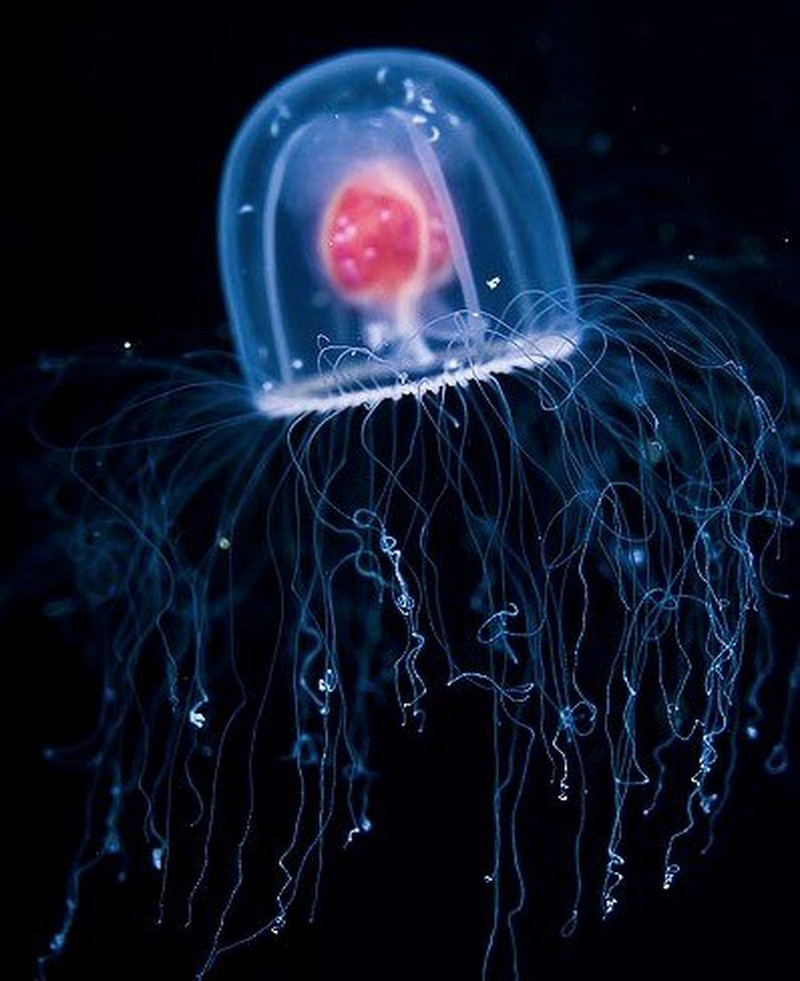 10. Tên có chữ cá, nhưng không phải cá. Trong tiếng Anh, sứa được gọi là jellyfish, nhưng sứa không phải cá (fish). Theo phân loại, sức vốn là loài nhuyễn thể, là sinh vật phù du thuộc hệ Cnidaria (gồm những loài có hình dạng xương quay với tâm đối xứng như thủy tức, hải quỳ và san hô), và lớp Scyphoza. Do đó, một số hồ thủy sinh đang cố gắng phổ biến các thuật ngữ "jellies" hay “sea jellies” thay cho "jellyfish" để tránh gây hiểu nhầm về bản chất của loài này.