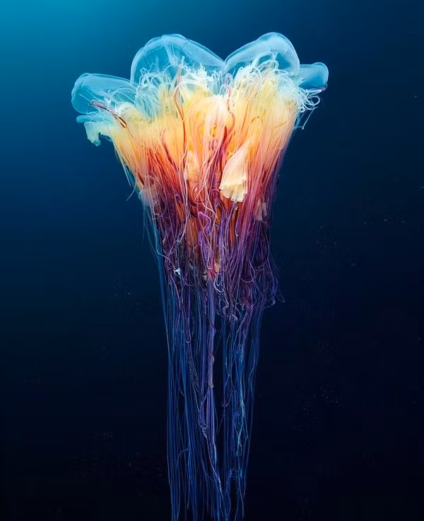 8. Sứa sinh sản bằng cách giao phối và cả sinh sản vô tính. Sứa đực và sứa cái được phân biệt một cách rõ ràng, mặc dù người ta cũng tìm thấy những con sứa lưỡng tính.