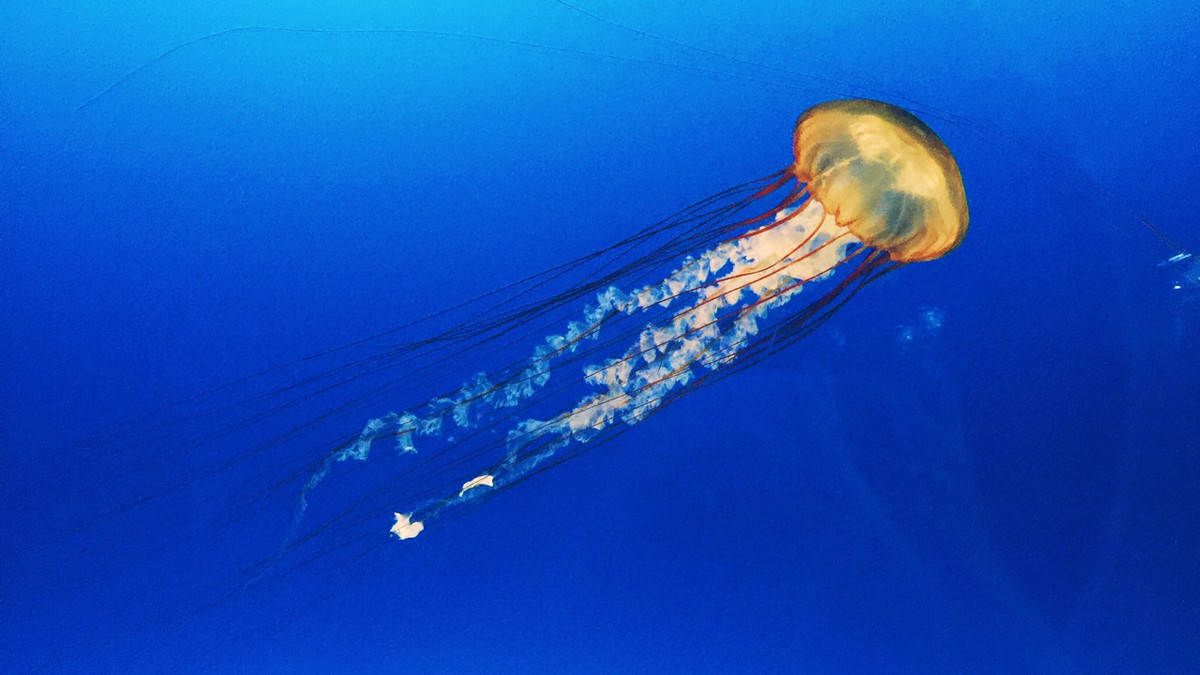 Sứa bờm sư tử sống ở khắp các đại dương trên toàn thế giới. Thức ăn chủ yếu của nó là cá nhỏ, tôm, và các loài sứa nhỏ khác. Nọc độc của loài sứa này chỉ gây đau đớn nhưng không làm chết người.