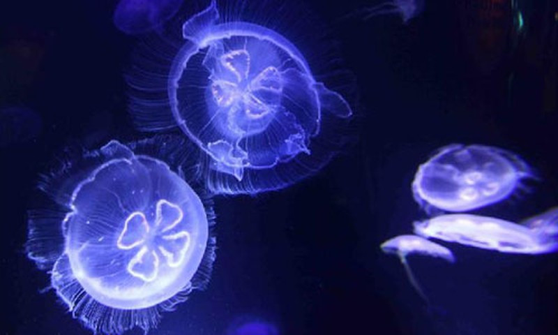 9. Sứa là động vật ăn thịt nhưng thụ động. Chúng ăn các loài giáp xác, sinh vật phù du, trứng cá, các con cá nhỏ hay thậm chí là những con sứa khác. Chúng ăn thông qua ống miệng nằm giữa cơ thể chúng.