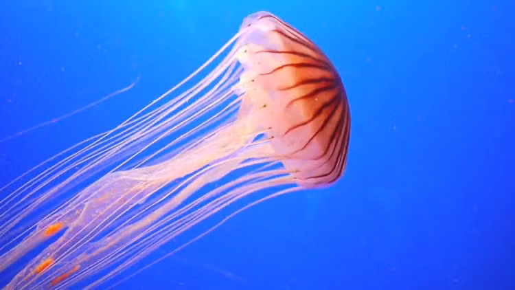 Bên cạnh đó, thế giới còn tồn tại Turritopsis nutricula - loài sứa bất tử. Dựa trên nguyên lý chuyển dịch tế bào, chúng có thể quay ngược vòng đời của chúng từ thời kỳ trưởng thành trở lại thời kỳ sinh vật đơn bào và từ đó lại tiếp tục phát triển.