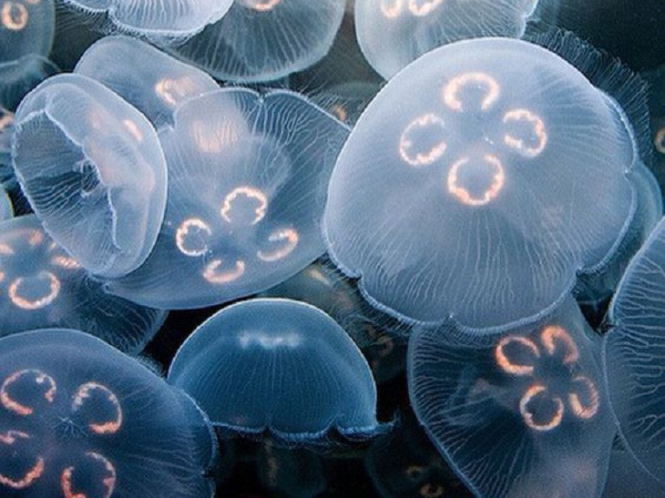 Ví dụ điển hình nhất thì có thể nhắc tới loài sứa Irukandji, với lượng độc chất thậm chí còn mạnh hơn nọc rắn hổ mang gấp nhiều lần, tức chỉ cần 1 vết chích thôi, dù không đau nhưng cũng đủ để khiến 1 người trưởng thành mất mạng.