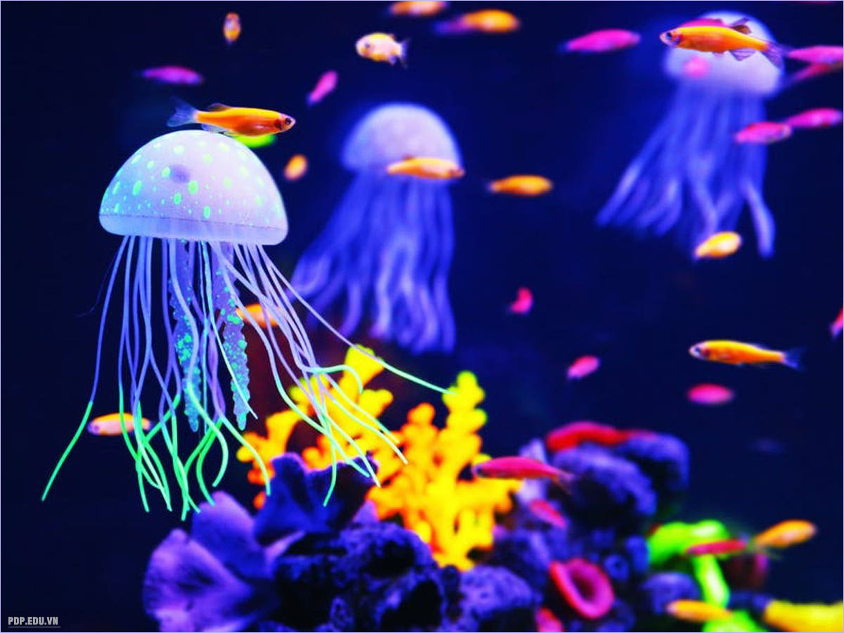 Tuy nhiên, dù không có não, chúng vẫn có hệ thống thần kinh sơ cấp với các cơ quan thụ cảm có khả năng phát hiện ánh sáng, sự dao động và các tạp chất ở trong nước. Những khả năng trên cùng với cảm giác đối với trọng lực giúp cho sứa có thể định hướng và di chuyển trong nước một cách dễ dàng.