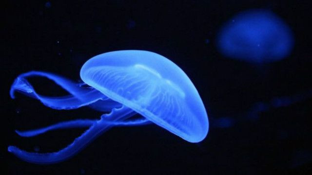 1. Sứa không có não. Là 1 trong những loài sinh vật nhuyễn thể đông nhất trên Trái Đất, sứa vốn là loài săn mồi trong suốt, không có xương, không có tim cũng chẳng có máu. Nhưng đặc biệt hơn cả là chúng vốn... không có não. Phải, nếu như bạn bị ai đấy gọi là "đồ con sứa", thì tin tôi đi, đó không phải là lời khen bạn dễ thương đâu, mà là chê đấy.