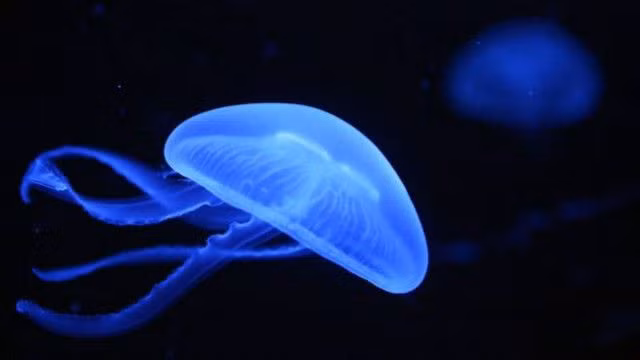 1. Sứa không có não. Là 1 trong những loài sinh vật nhuyễn thể đông nhất trên Trái Đất, sứa vốn là loài săn mồi trong suốt, không có xương, không có tim cũng chẳng có máu. Nhưng đặc biệt hơn cả là chúng vốn... không có não. Phải, nếu như bạn bị ai đấy gọi là "đồ con sứa", thì tin tôi đi, đó không phải là lời khen bạn dễ thương đâu, mà là chê đấy.