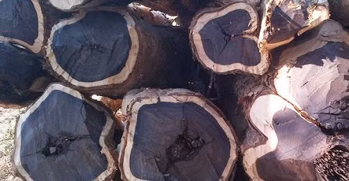 Gỗ mun được sử dụng để làm những món đồ nội thất không bị mối mọt hay mục, vô cùng bền bỉ. Gỗ mun càng sử dụng lâu thì sẽ càng sáng bóng, rất khó bị cong vênh hay trầy xước, do đó loại gỗ này rất được ưa chuộng để làm nội thất.