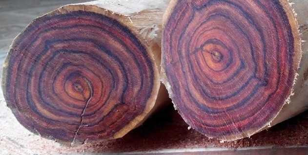 6. Gỗ Sưa. Là loại gỗ chủ yếu phân bố ở Việt Nam và thuộc vào danh sách các loại gỗ quý nhất thế giới. Đặc biệt gỗ Sưa có ý nghĩa tâm linh rất lớn, vào thời phong kiến vua chúa thường dùng loại gỗ này để đóng đồ nội thất cao cấp trong cung đình, vì nó vừa là hương liệu vừa là dược liệu.