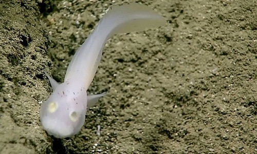 Giáo sư Alan Jamieson, chuyên gia hàng đầu về đáy biển tại Đại học Western Australia, nói rằng con cá ốc ma này có thể đã ở độ sâu tối đa mà loài cá có thể sống sót, hoặc rất gần độ sâu đó.