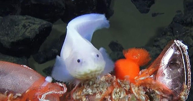 Việc không có bong bóng, cơ quan chứa đầy khí để kiểm soát sức nổi, như nhiều loài cá khác, được cho là mang lại lợi thế cho cá ốc. Tương tự, cách tiếp cận thức ăn cũng bổ trợ cho khả năng chịu sức ép phi thường đó. Cá ốc là loài hút thức ăn và tiêu thụ các loài giáp xác nhỏ, trong đó có rất nhiều trong các rãnh.