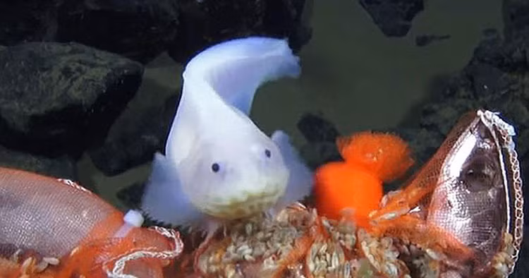 Việc không có bong bóng, cơ quan chứa đầy khí để kiểm soát sức nổi, như nhiều loài cá khác, được cho là mang lại lợi thế cho cá ốc. Tương tự, cách tiếp cận thức ăn cũng bổ trợ cho khả năng chịu sức ép phi thường đó. Cá ốc là loài hút thức ăn và tiêu thụ các loài giáp xác nhỏ, trong đó có rất nhiều trong các rãnh.