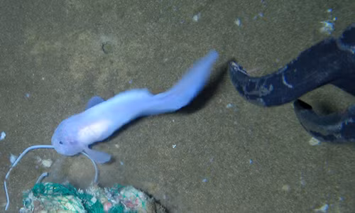 Mặc dù con cái ốc nói trên không được đưa lên để xác định đầy đủ thông tinh, một số con cá ốc khác từng bị bắt ở vùng nước cao hơn một chút ở Rãnh Nhật Bản gần đó tại độ sâu 8.022 m. Chúng đã lập kỷ lục về loài cá ở vùng biển sâu nhất từng bị bắt.