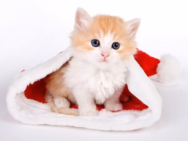 Tuổi Mão cũng sẽ được thần tài phù trợ, càng làm việc càng sinh lời, cuối năm có khả năng làm giàu.