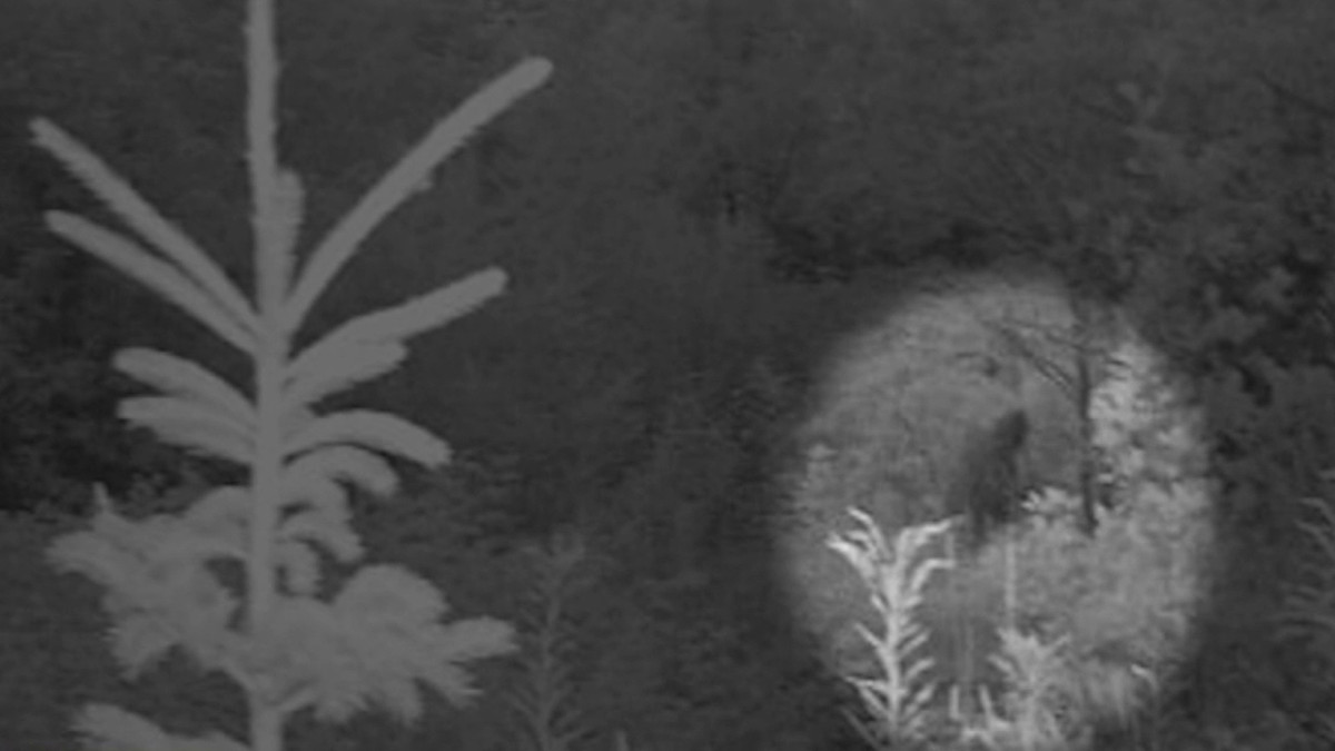 Năm 1884, tờ báo British Colonist của Anh đã đăng bài nói về một sinh vật "giống khỉ đột" bị bắt trong khu vực. Thậm chí John Green, tác giả cuốn sách Sasquatch, đã tổng hợp danh sách 1.340 trường hợp nhìn thấy Bigfoot từ thế kỷ 19 tới thế kỷ 20.