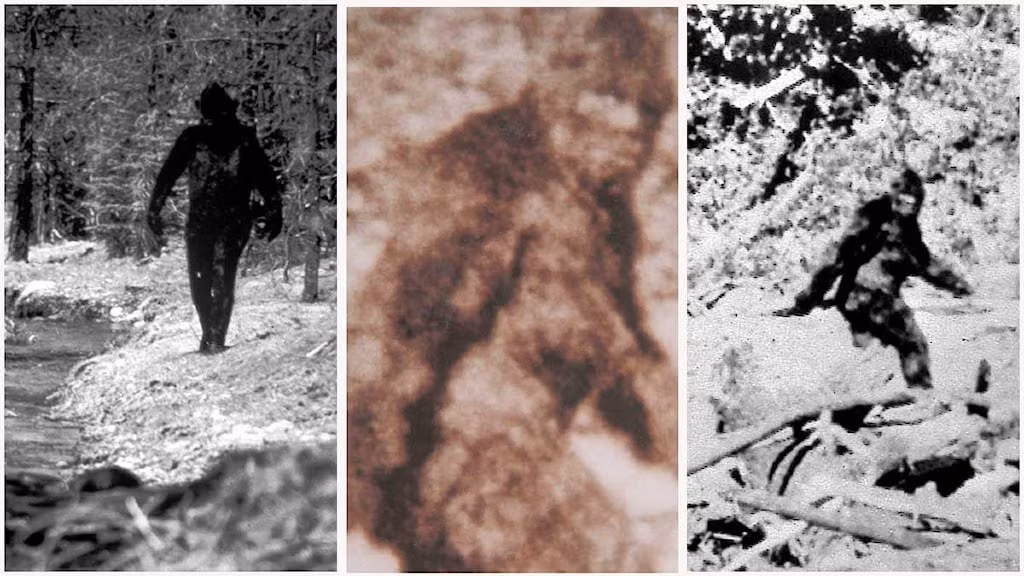 Tuy nhiên, vào năm 2002, Tạp chí Smithsonian tiếp tục đưa tin, các con của một người có tên Ray Wallace tiết lộ rằng dấu chân gần Bluff Creek chỉ là trò đùa của cha chúng. Mặc dù vậy, vào thời điểm đó, Bigfoot đã nhận được sự quan tâm đặc biệt trên khắp lục địa.