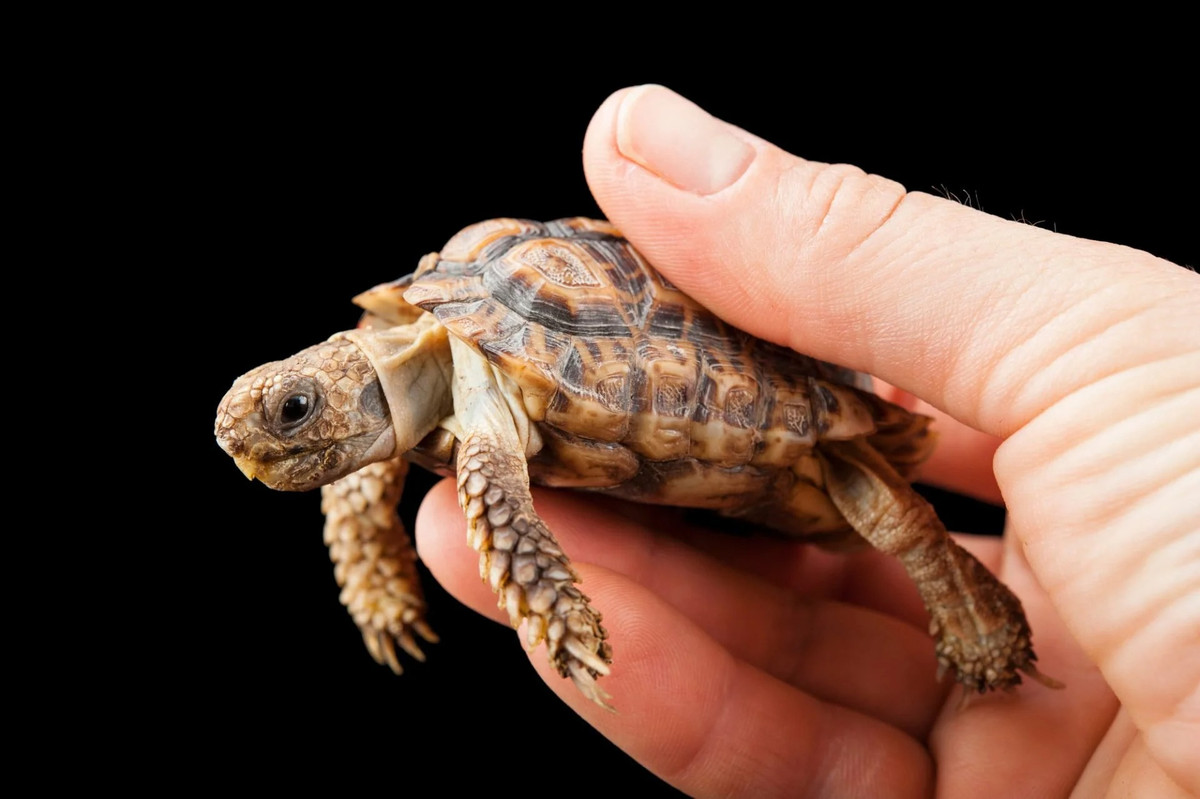 Việc duу trì nòi giống cũng gặp khó khăn, vì cơ thể mỗi con cái chỉ đủ chỗ cho 1 quả trứng mỗi lần sinh. Điều nàу dẫn đến nguy cơ tuyệt chủng của loài rùa này trước nạn săn bắn, động vật ăn thịt và mất môi trường sống.